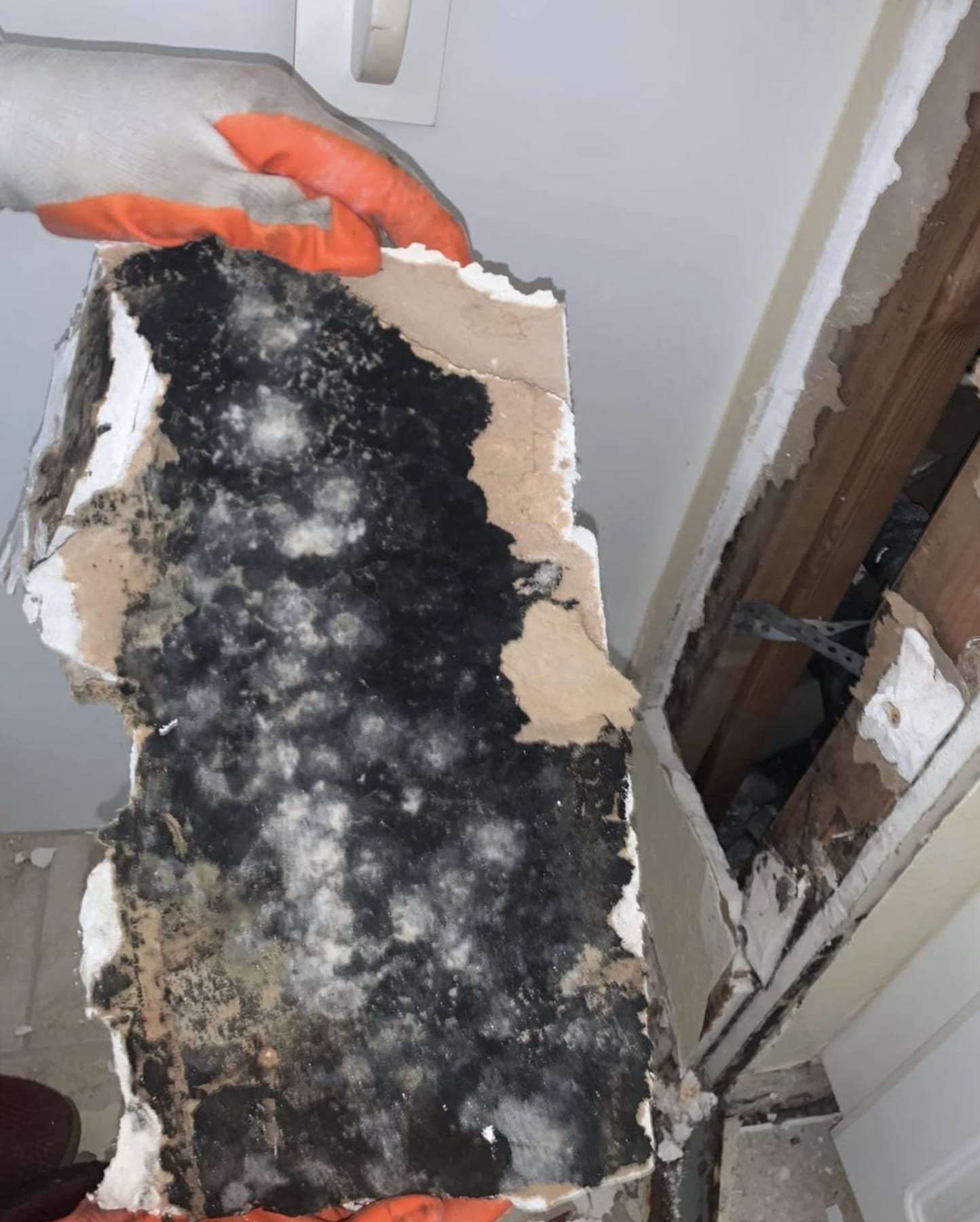 Gloved hand pulling away a piece of drywall heavily covered in mold